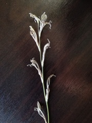 Gladiolus permeabilis edulis