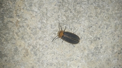 Pyrocoelia praetexta