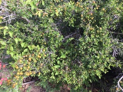 Diospyros intricata