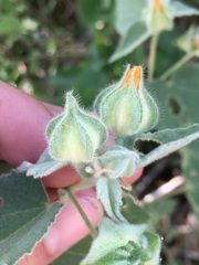 Abutilon californicum