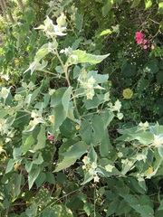 Abutilon californicum