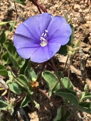 Jacquemontia abutiloides