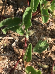 Jacquemontia abutiloides