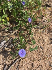 Jacquemontia abutiloides