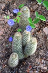 Mammillaria phitauiana