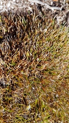 Oreobolus pectinatus