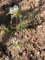 Mitracarpus floribundus