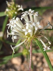 Mitracarpus floribundus