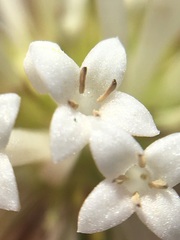 Mitracarpus floribundus