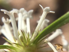 Mitracarpus floribundus