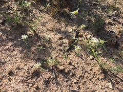 Mitracarpus floribundus