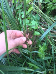 Carex lessoniana