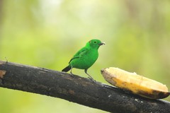 Chlorochrysa phoenicotis