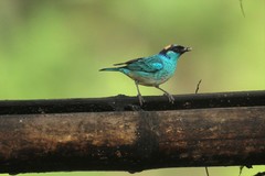 Chalcothraupis ruficervix