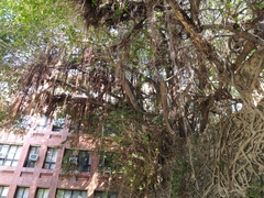 Ficus microcarpa microcarpa