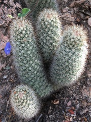Mammillaria phitauiana