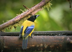 Anisognathus notabilis