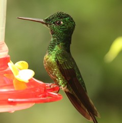 Heliodoxa imperatrix