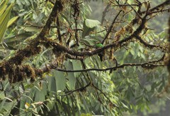 Pharomachrus auriceps