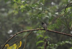 Contopus fumigatus