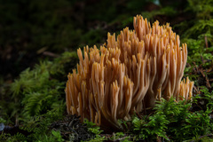 Ramaria sandaracina