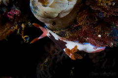 Nembrotha chamberlaini