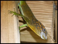 Anolis marmoratus