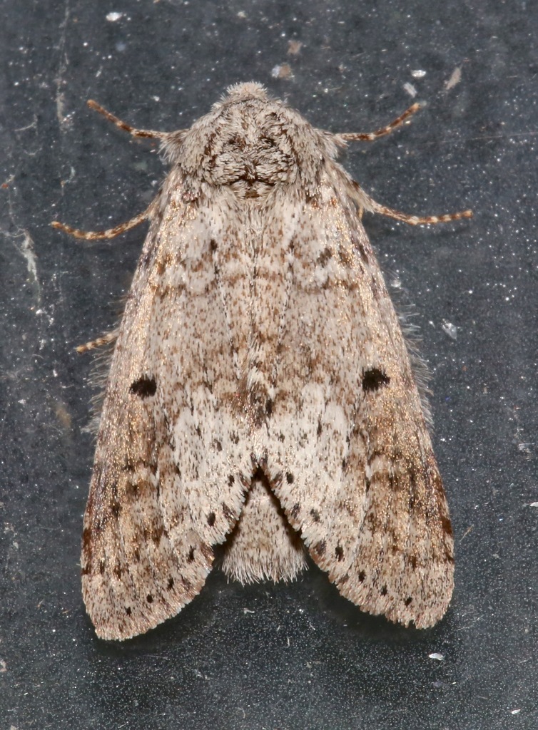 Variable Oakleaf Caterpillar Moth