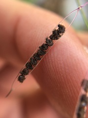 Cleome guianensis