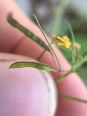 Cleome guianensis