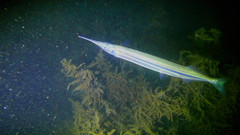 Hyporhamphus ihi