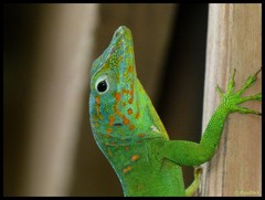 Anolis marmoratus