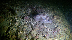 Nemadactylus macropterus