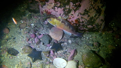 Notolabrus celidotus