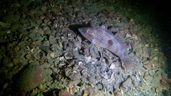 Notolabrus celidotus