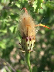 Adenophyllum speciosum