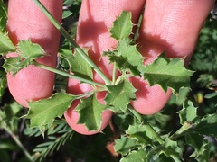 Adenophyllum speciosum