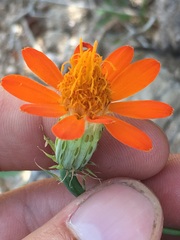 Adenophyllum speciosum