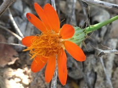 Adenophyllum speciosum