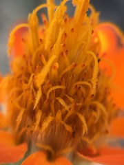 Adenophyllum speciosum