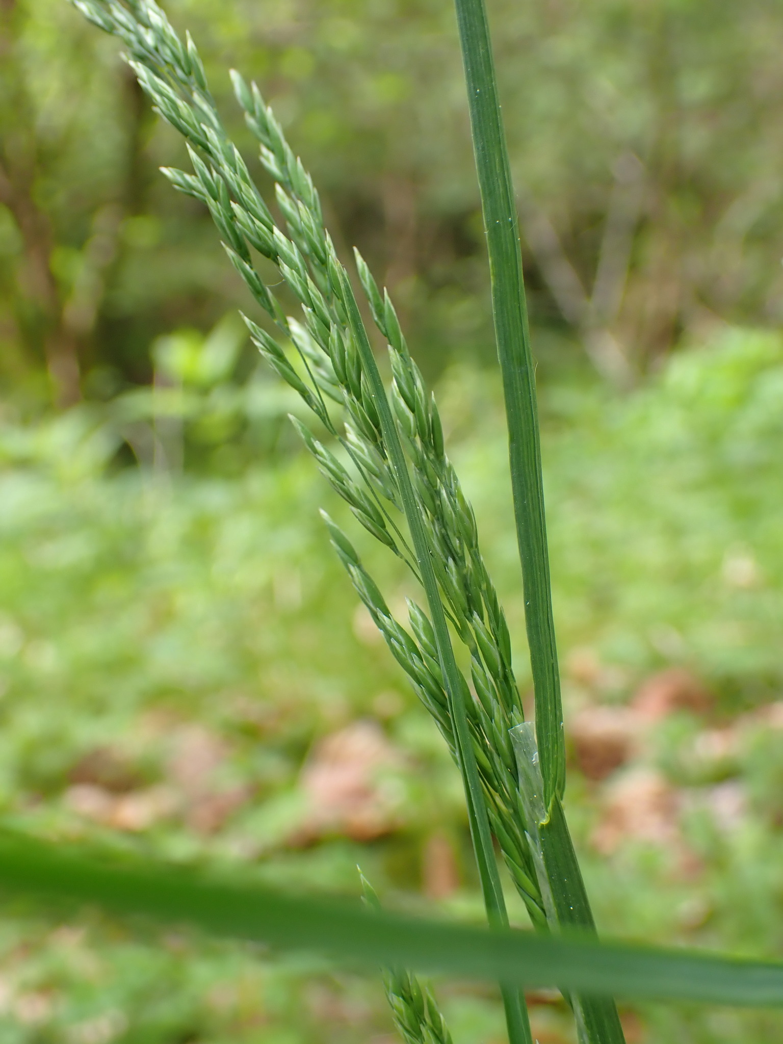 Poa trivialis L.