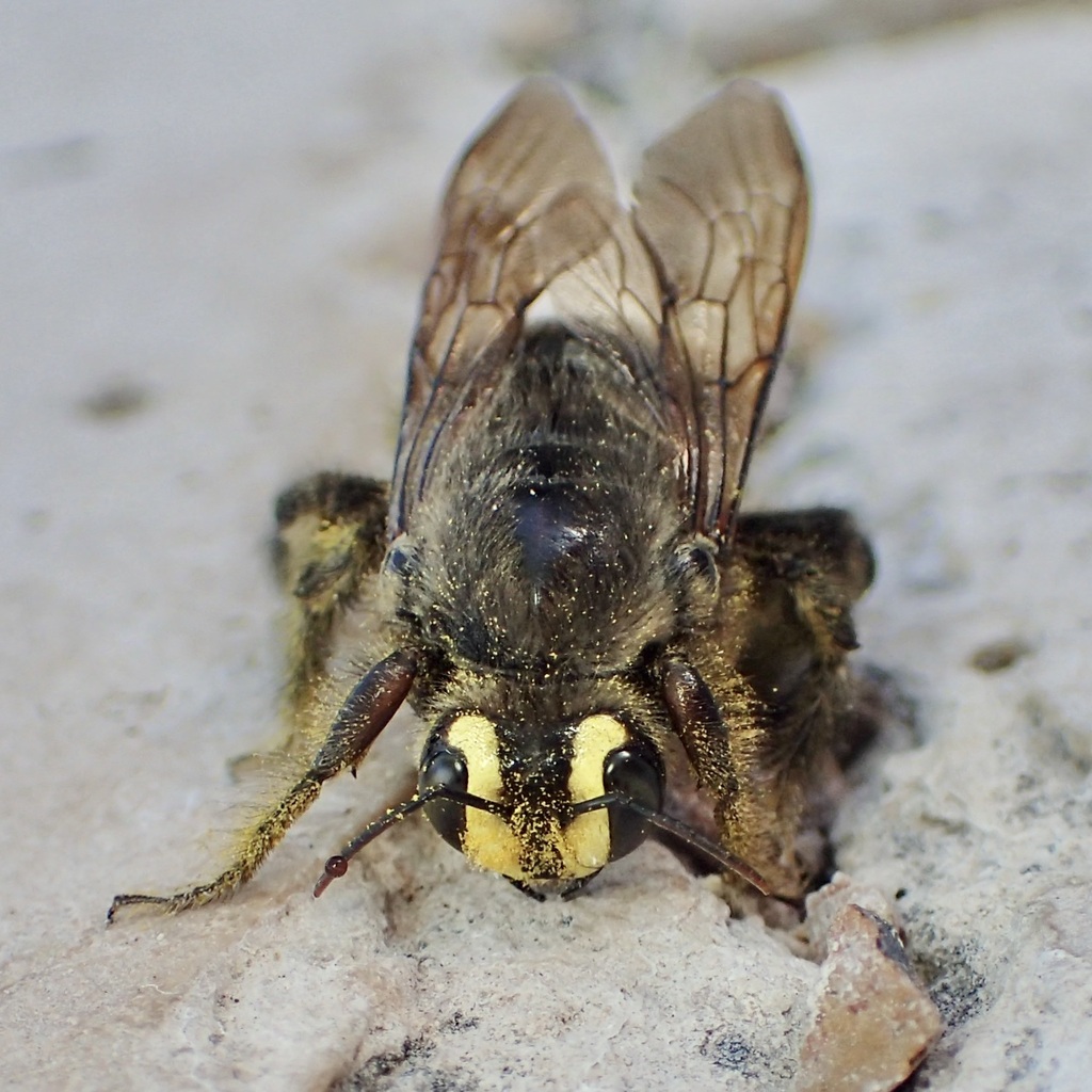 Xylocopa micheneri decipiens