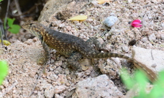 Sceloporus hunsakeri
