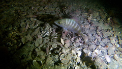 Pseudocaranx