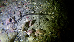 Stigmatopora nigra