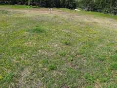 Ranunculus suksdorfii