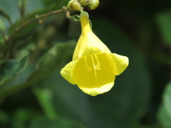 Gmelina elliptica