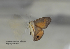 Hypocysta irius