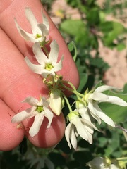 Polystemma cordifolium