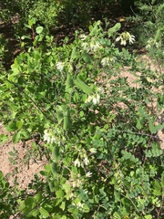 Polystemma cordifolium